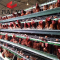 3 Tiers Layer Chicken Poultry Battery Cages for Nigerian Farm